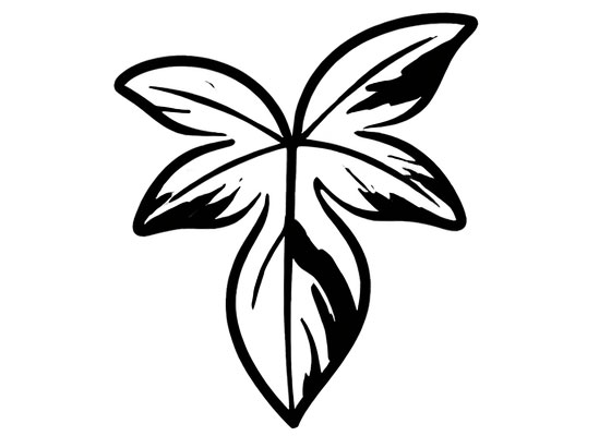 Philodendron