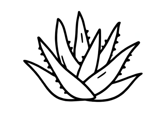 Sukulent