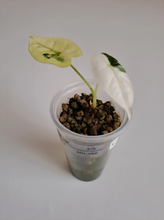 Alocasia Frydek variagata