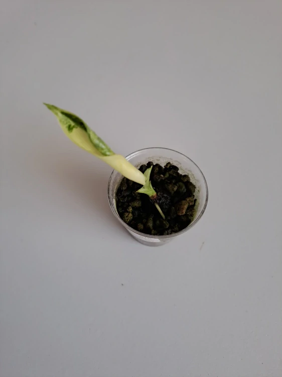 Alocasia Frydek variagata