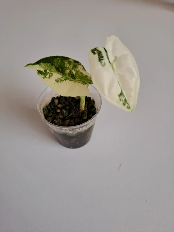 Alocasia Frydek variagata