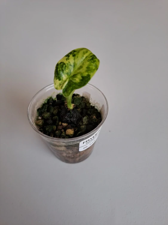 Alocasia Frydek variagata