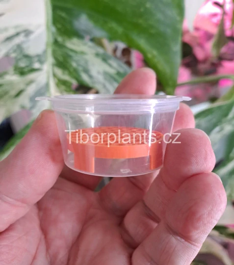 Krabička s mřížkou - oranžová (průměr 4,8cm)