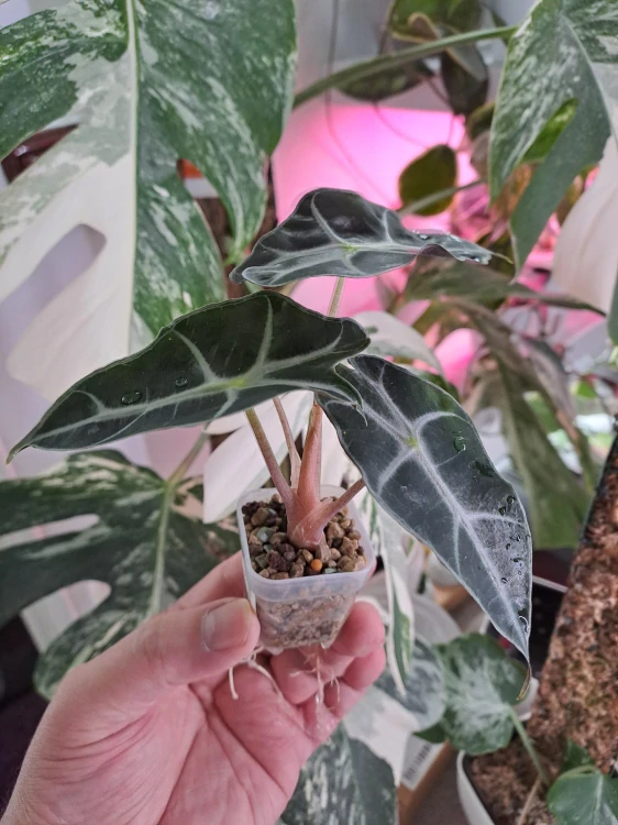 Alocasia Bambino