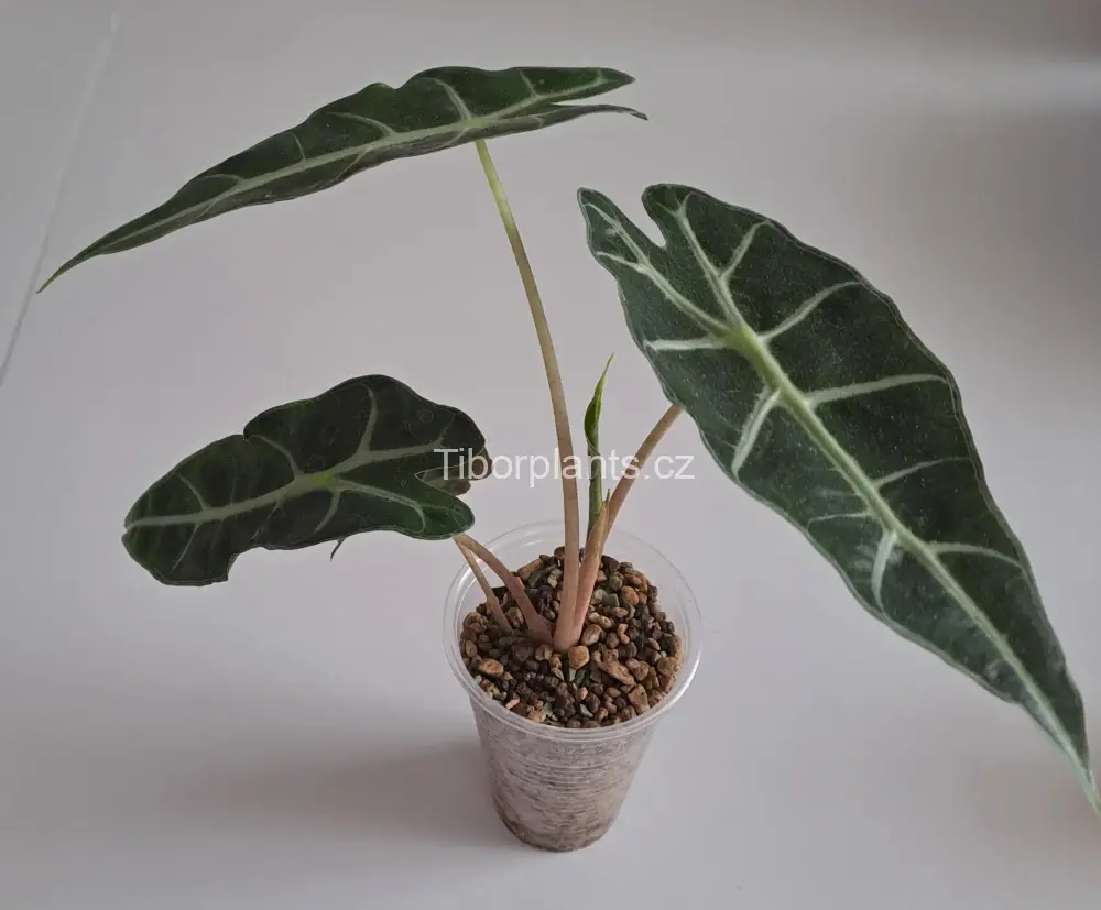 Alocasia Bambino
