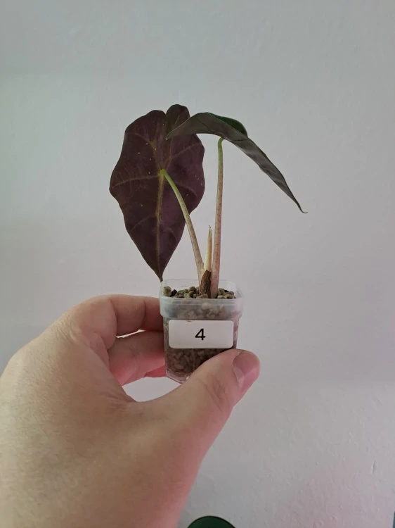 Alocasia Bambino