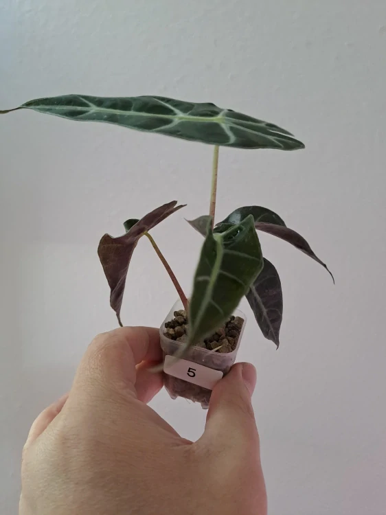 Alocasia Bambino
