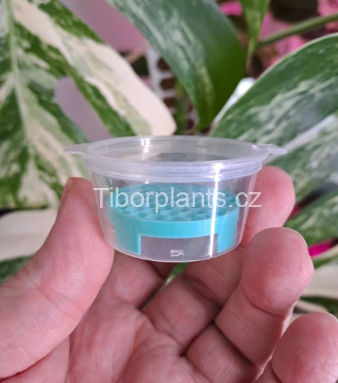 Krabička s mřížkou - mint (průměr 4,8cm)