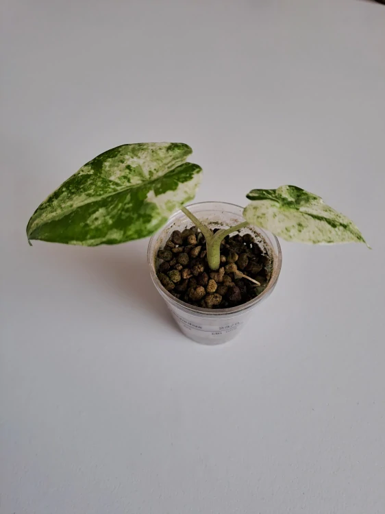 Alocasia Macrorrhiza Splash