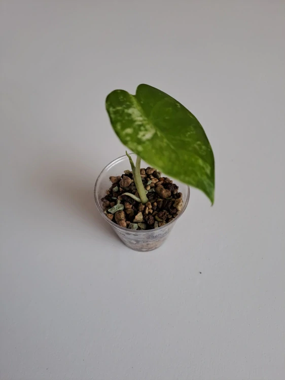 Alocasia Macrorrhiza Splash