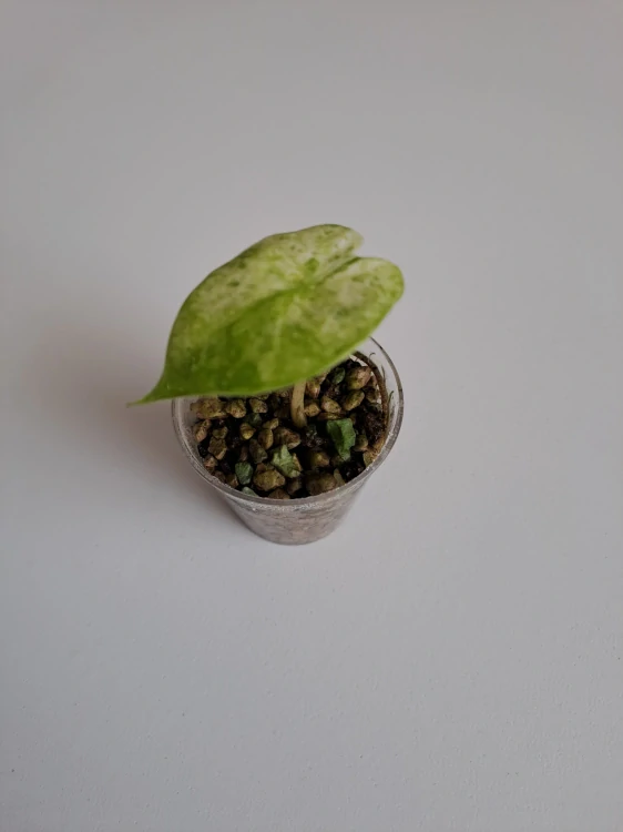 Alocasia Macrorrhiza Splash