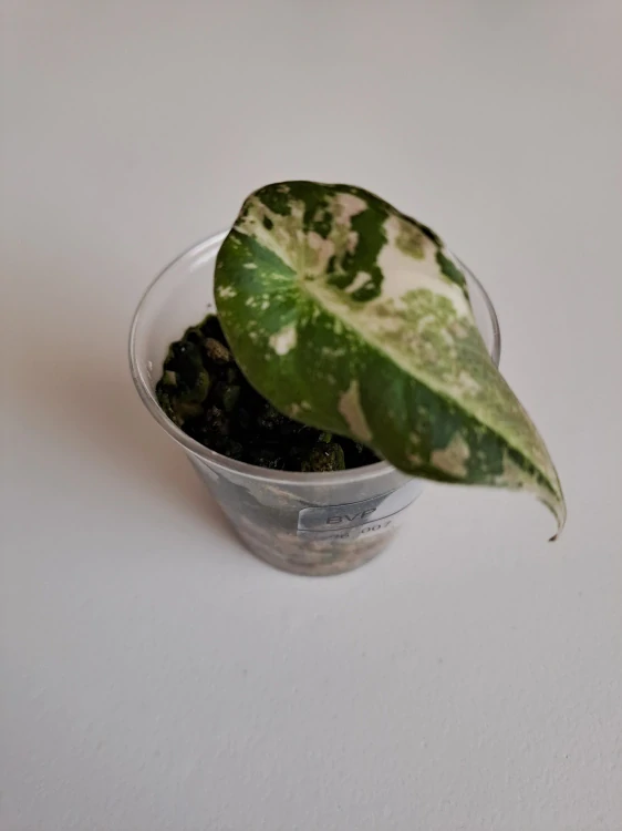 Alocasia Black Velvet Pink