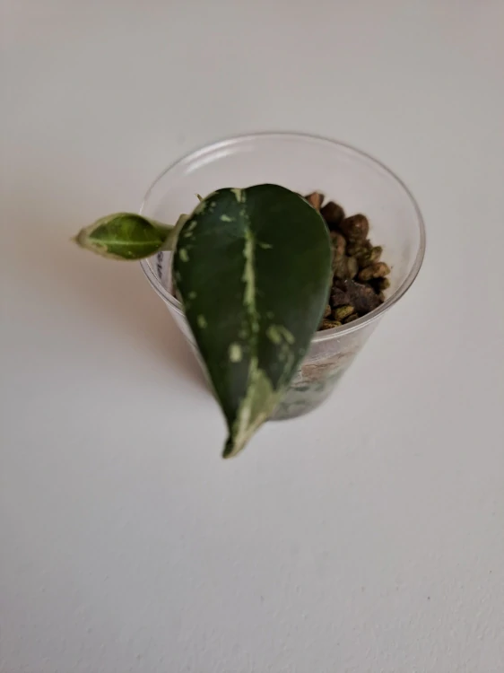 Alocasia Black Velvet Pink