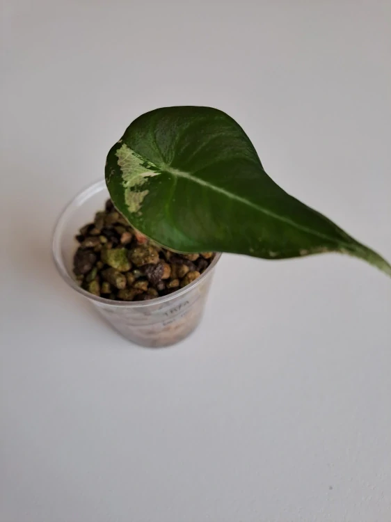 Alocasia Black Velvet Pink