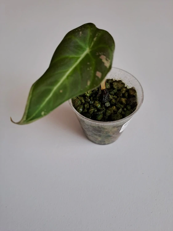 Alocasia Black Velvet Pink
