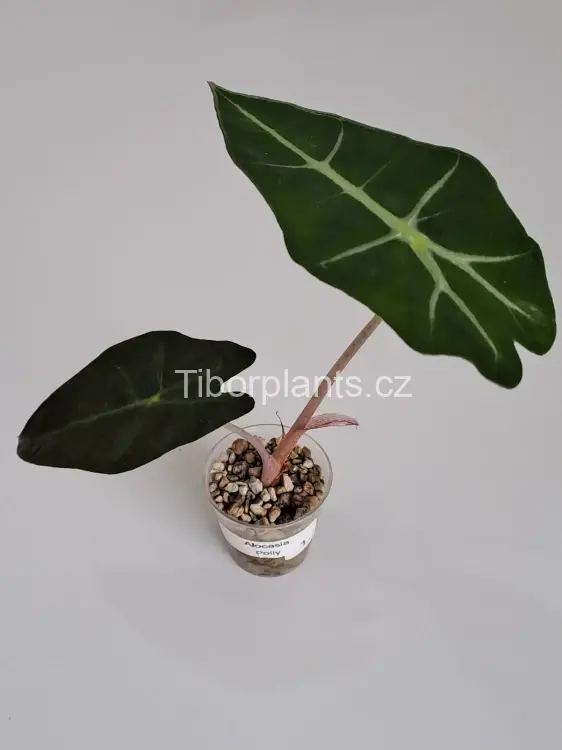 Alocasia Polly
