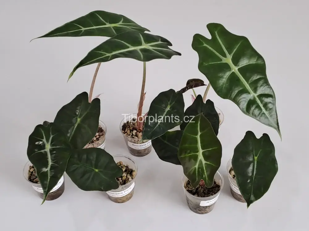 Alocasia Polly