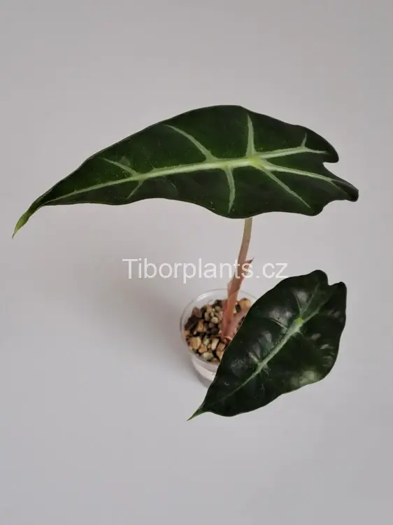 Alocasia Polly