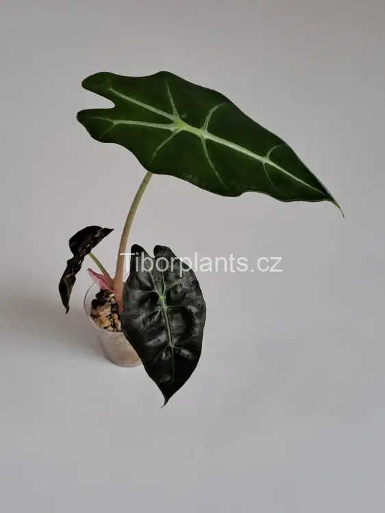 Alocasia Polly