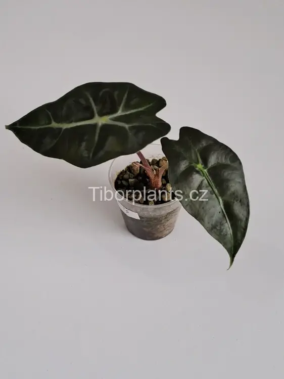 Alocasia Polly