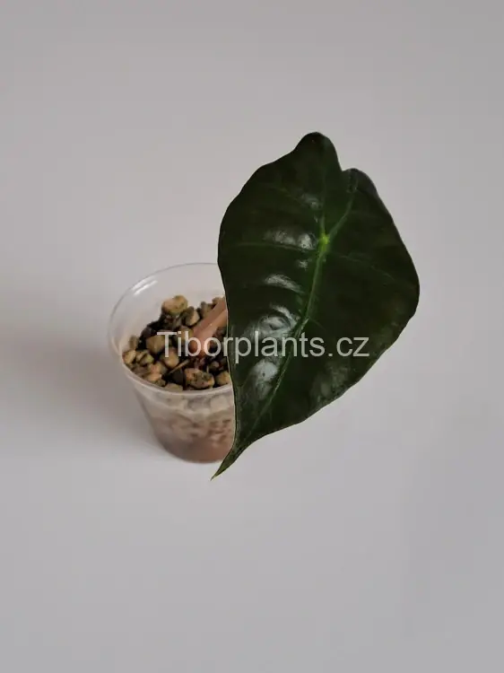 Alocasia Polly