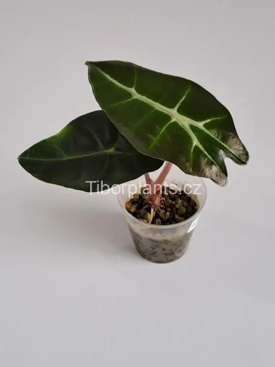 Alocasia Polly