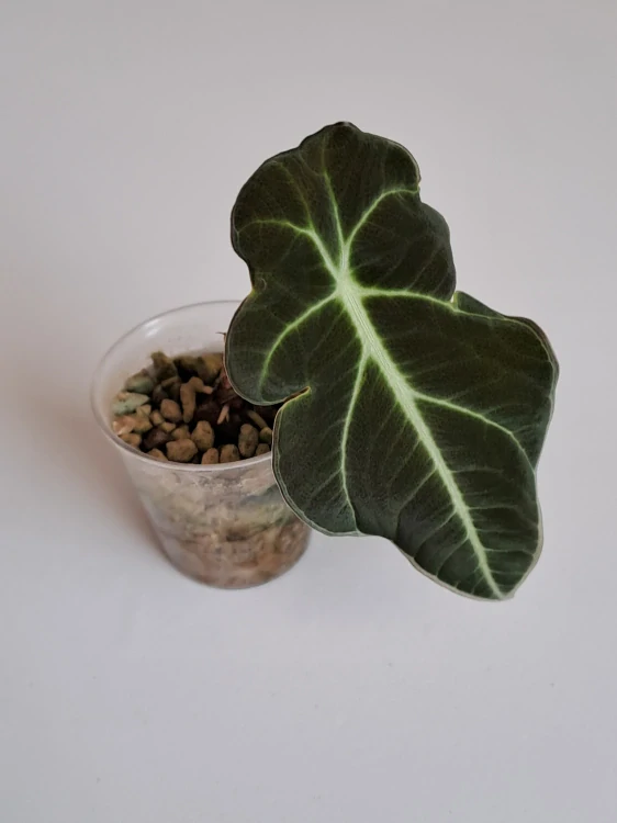 Alocasia Black Velvet