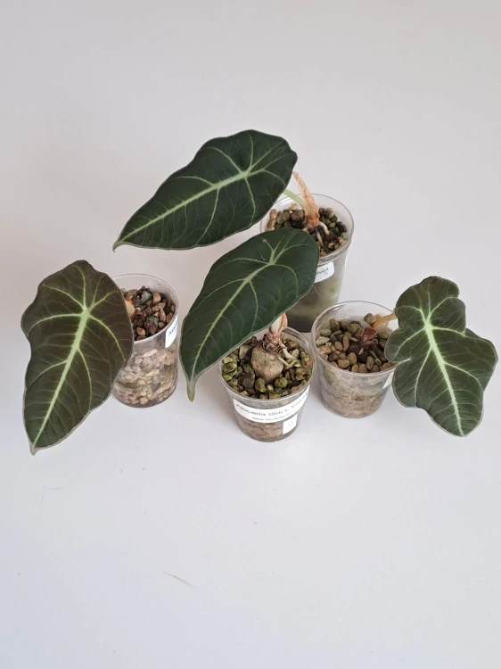 Alocasia Black Velvet