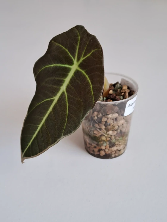 Alocasia Black Velvet