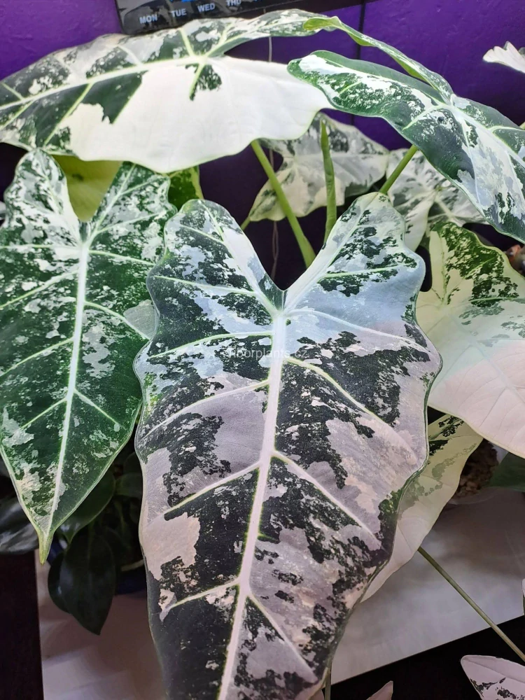 Alocasia Frydek variagata