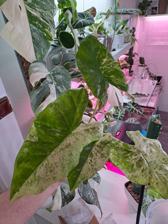 Alocasia Macrorrhiza Splash