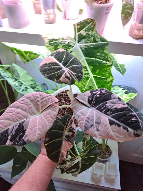 Alocasia Black Velvet Pink