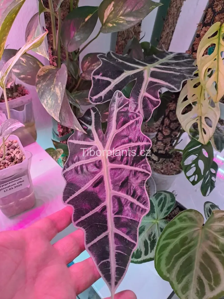 Alocasia Polly