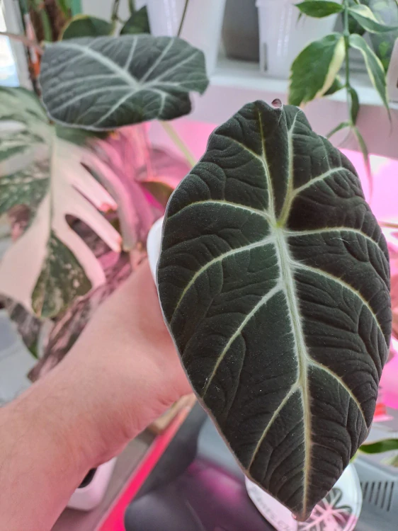 Alocasia Black Velvet