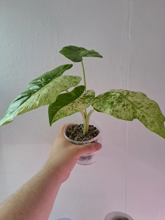 Alocasia Macrorrhiza Splash