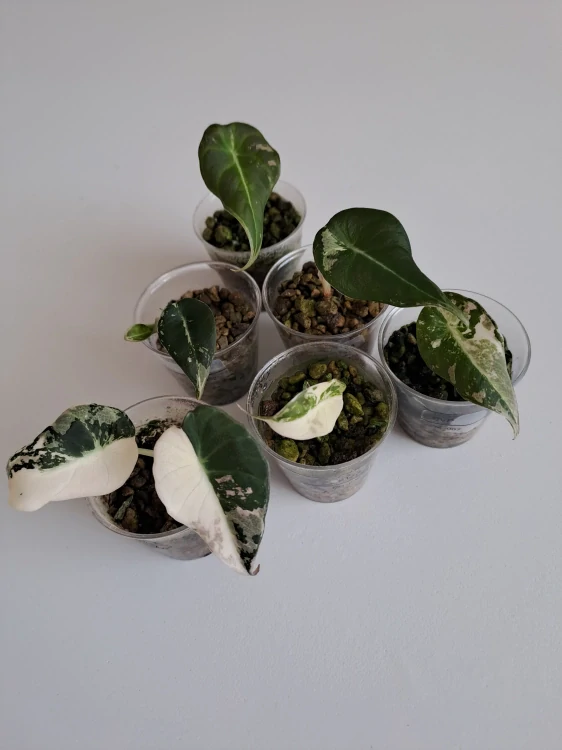 Alocasia Black Velvet Pink