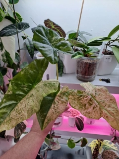 Alocasia Macrorrhiza Splash
